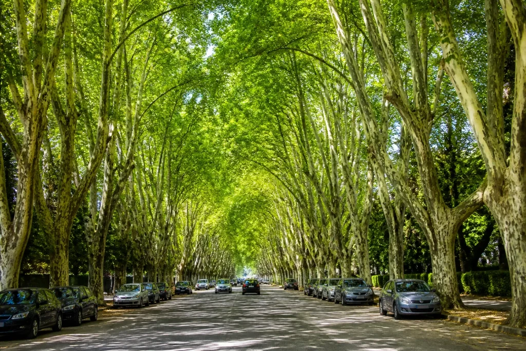 Boulevards urbains denses de platanes centenaires offrant ombrage naturel