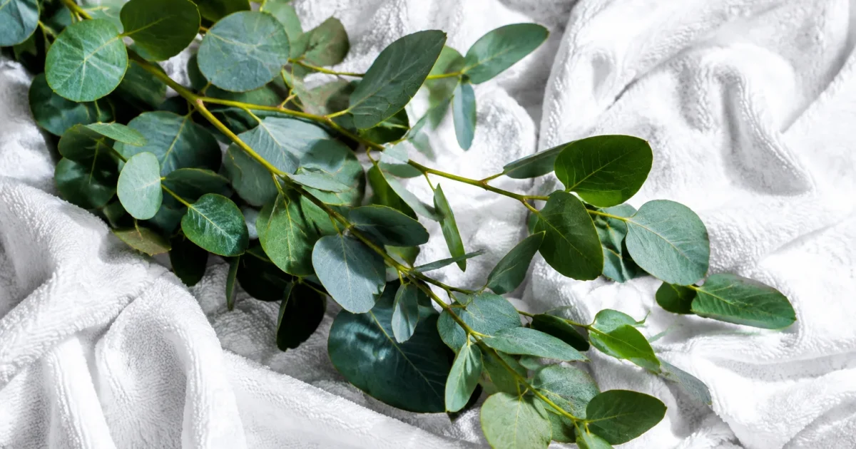 Branches eucalyptus reposant sur serviette bain blanche froissee