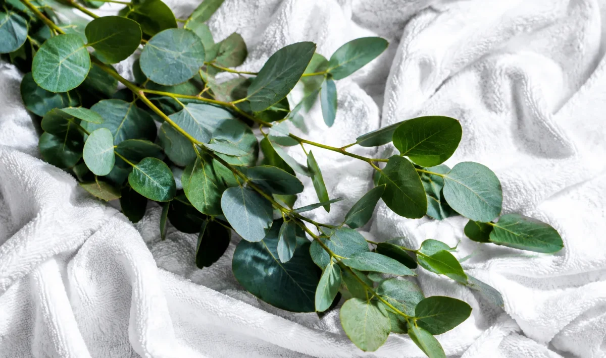 Branches eucalyptus reposant sur serviette bain blanche froissee