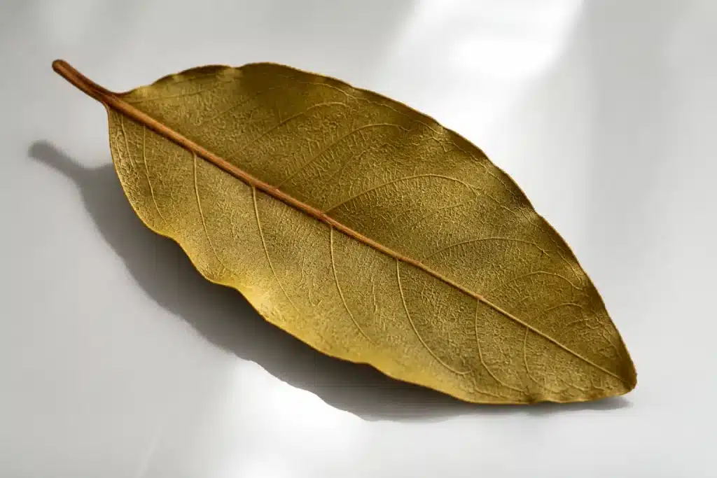 Feuille de laurier seche posee sur surface blanche brillante