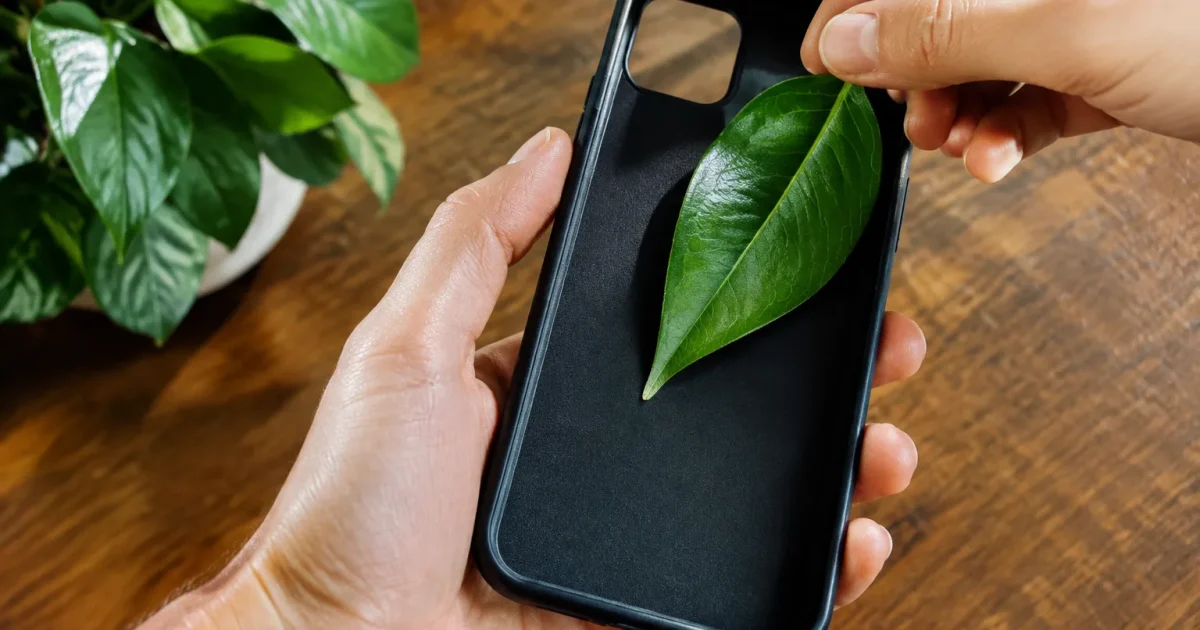 Feuille verte glissee dans etui telephonique noir