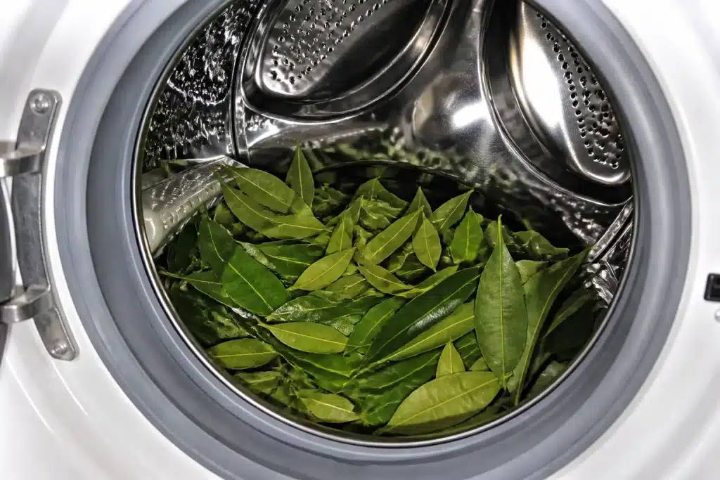 Feuilles de laurier vertes dans un tambour de machine à laver