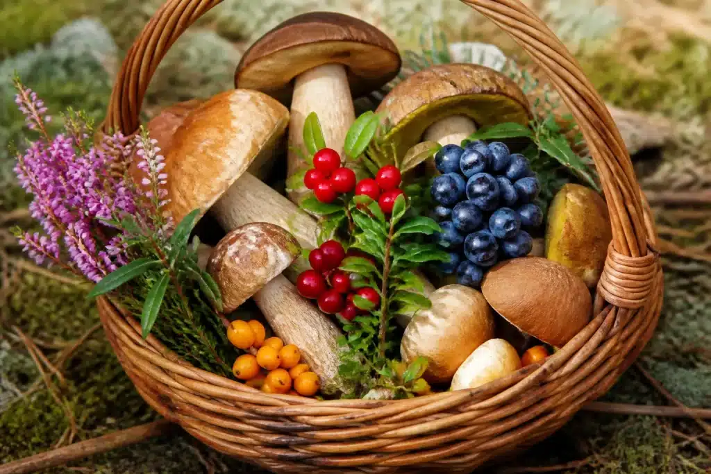 Panier rempli de champignons, baies et plantes sauvages