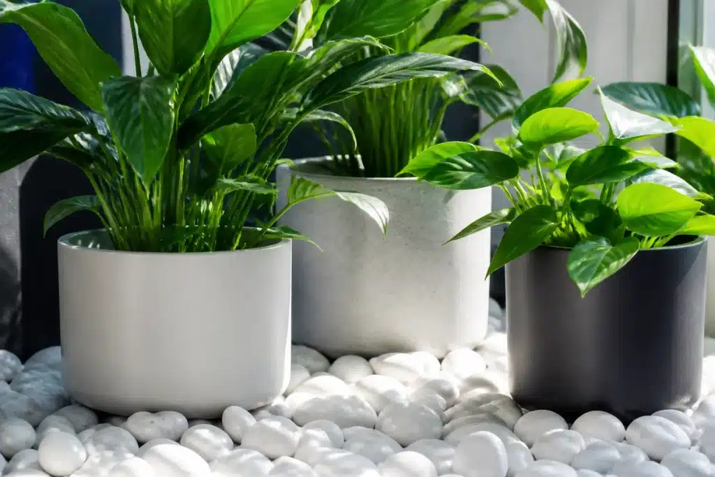 Plateau de galets blancs disposés sous pots de plantes vertes