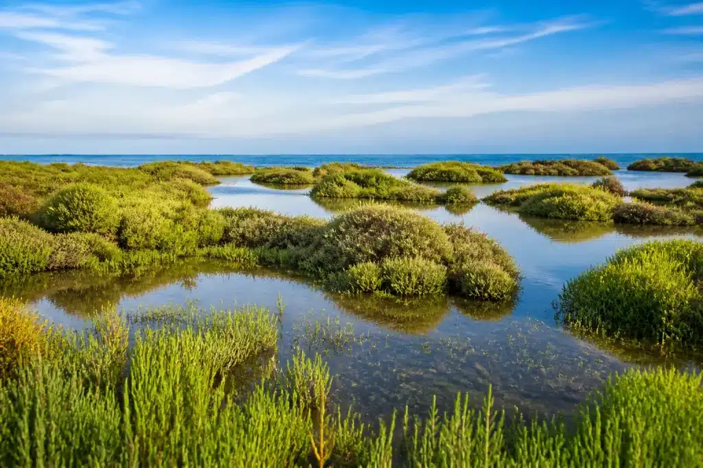 Zones humides côtières avec végétation verte et eau stagnante.